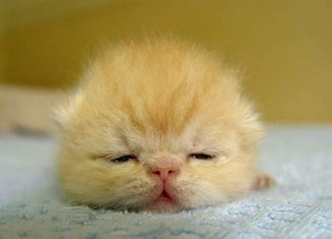 cuteanimal2-02.jpg