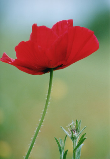 red-poppy-flowers-picture-lowres.jpg